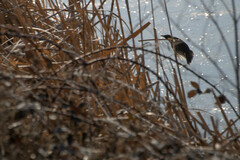 Turdus merula