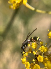 Australozethus tasmaniensis