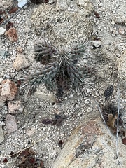 Cylindropuntia cholla