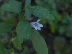 Dyschoriste dalzellii