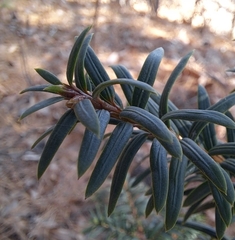 Taxus cuspidata