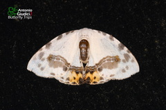 Sewa orbiferata