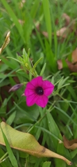 Petunia integrifolia