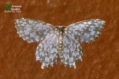 Berta tridentijuxta