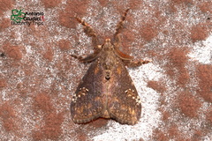 Dasychira chekiangensis