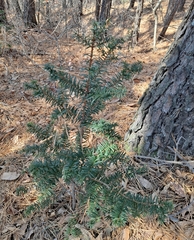 Taxus cuspidata