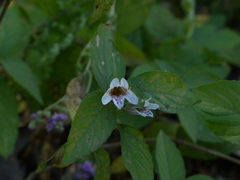 Dyschoriste dalzellii