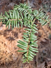 Taxus cuspidata