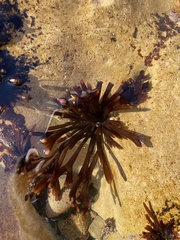 Ahnfeltiopsis linearis