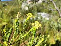 Gnidia oppositifolia