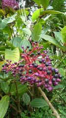 Medinilla magnifica