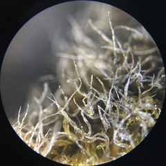 Racomitrium curiosissimum