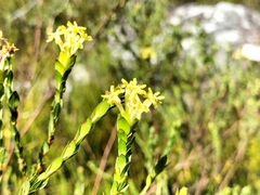 Gnidia oppositifolia