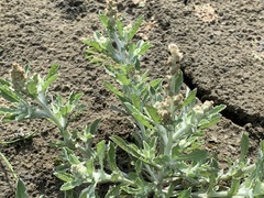 Gnaphalium polycaulon