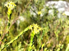 Gnidia oppositifolia