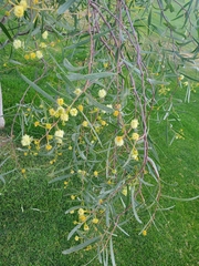 Acacia stenophylla