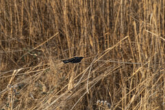 Turdus merula