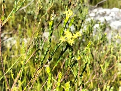 Gnidia oppositifolia