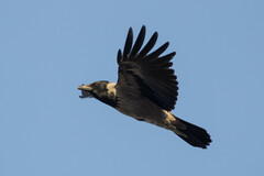 Corvus cornix