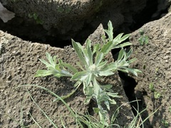 Gnaphalium polycaulon