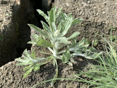 Gnaphalium polycaulon