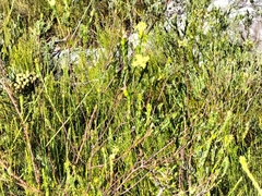 Gnidia oppositifolia