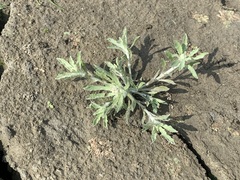 Gnaphalium polycaulon