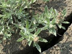 Gnaphalium polycaulon