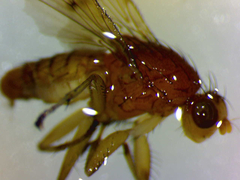 Suillia affinis