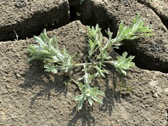 Gnaphalium polycaulon