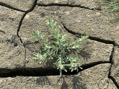 Gnaphalium polycaulon