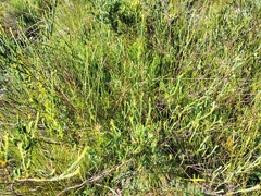 Gnidia oppositifolia