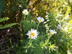 Osmitopsis osmitoides