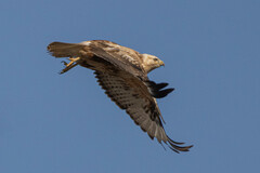 Buteo rufinus