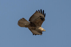 Buteo rufinus