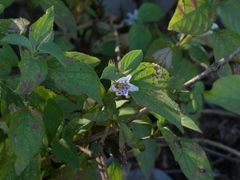 Dyschoriste dalzellii