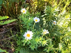 Osmitopsis osmitoides