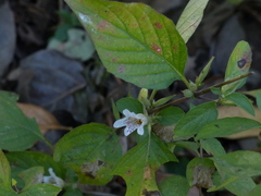 Dyschoriste dalzellii