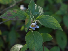 Dyschoriste dalzellii