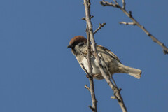 Passer montanus