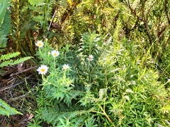 Osmitopsis osmitoides