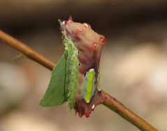 Doratifera vulnerans