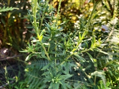 Osmitopsis osmitoides