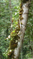 Artocarpus heterophyllus