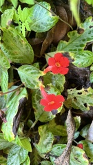 Episcia