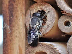 Megachile lucidiventris