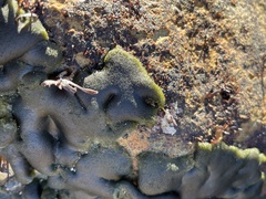 Codium setchellii