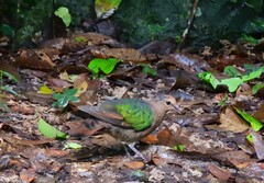 Chalcophaps longirostris