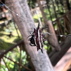 Gasteracantha doriae