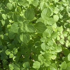 Parietaria floridana